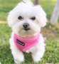 regalo-cachorro-de-bichon-maltes-mini-para-adopcion-small-0