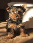 regalo-yorkshire-terriers-miniatura-small-0