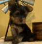 regalo-cachorro-mini-de-yorkshire-terrier-para-adopcion-small-0