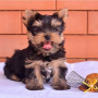 regalo-cachorro-mini-de-yorkshire-terrier-para-adopcion-small-0