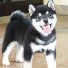 Regalo Cachorro de SHIBA INU para adopcion