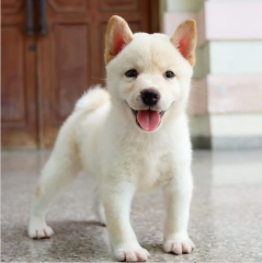 Regalo Cachorro de SHIBA INU para adopcion