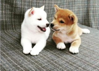 Regalo Cachorro de SHIBA INU para adopcion