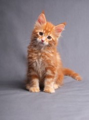 Regalo Gatitos Maine Coon contáctame por whatsapp a través de (+34)603920008