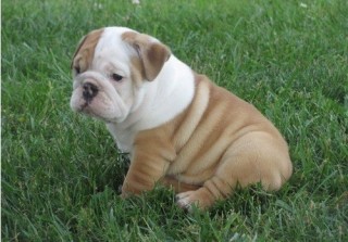 Regalo. Cachorro de bulldog inglés M/F