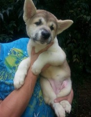 Regalo. Cachorro Akita Inu M/F