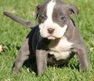 regalo-cachorro-pitbull-machohembra-small-0