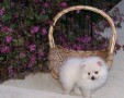 regalo-cachorro-de-pomerania-mf-small-0