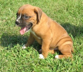 Regalo. Cachorro boxer M/F