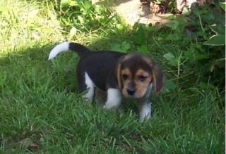 Regalo. Cachorro Beagle M/F