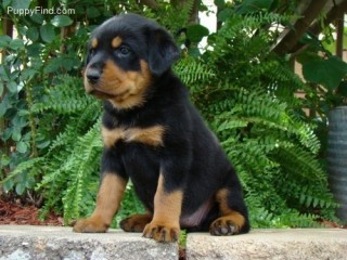 Regalo. Cachorro rottweiler M/F