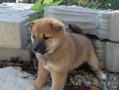 regalo-cachorro-shiba-inu-mf-small-0