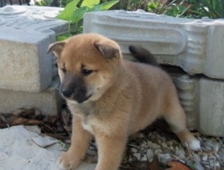 Regalo. Cachorro Shiba Inu M/F