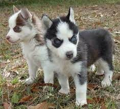 Husky para regalo macho y hembra