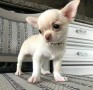 chihuahua-para-regalo-macho-y-hembra-small-0