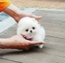 pomerania-lulu-para-regalo-macho-y-hembra-small-0