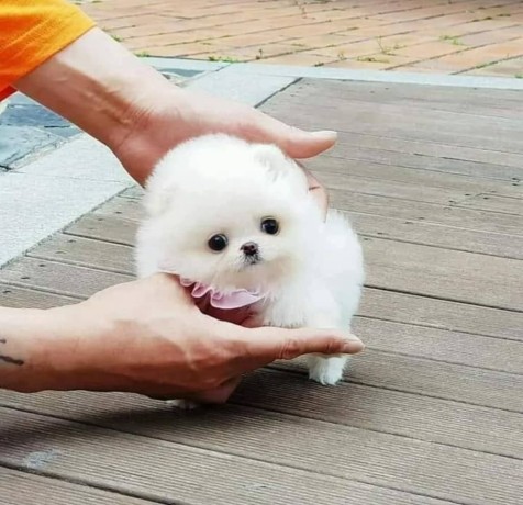 pomerania-lulu-para-regalo-macho-y-hembra-big-0