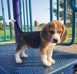 Beagle para regalo macho y hembra