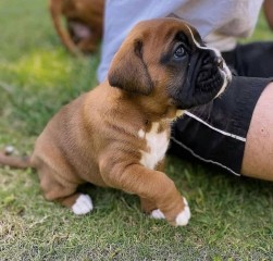 Boxer para regalo macho y hembra