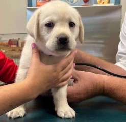 Labradores para regalo macho y hembra