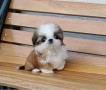 shih-tzu-para-regalo-macho-y-hembra-small-0