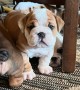 bulldog-ingles-para-regalo-macho-y-hembra-small-0