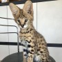 joven-serval-y-savannah-con-caracal-small-0