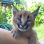 joven-serval-y-savannah-con-caracal-small-1