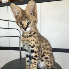 Joven Serval y Savannah con Caracal