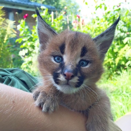 joven-serval-y-savannah-con-caracal-big-1