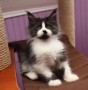 precioso-gatito-maine-coon-disponible-small-0