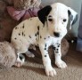 regalo-increible-cachorro-dalmata-macho-y-hembra-small-0