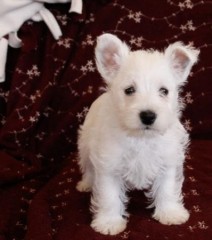 Regalo Increíble cachorro West Highland White Terrier macho y hembra