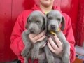 regalo-increible-cachorro-weimaraner-macho-y-hembra-small-0