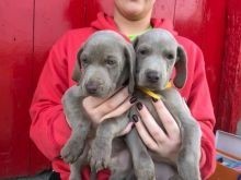 Regalo Increíble cachorro Weimaraner macho y hembra