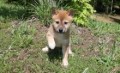 regalo-increible-cachorro-shiba-inu-macho-y-hembra-small-0