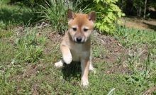 Regalo Increíble cachorro Shiba Inu macho y hembra