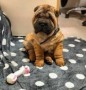 regalo-increible-cachorro-shar-pei-macho-y-hembra-small-0