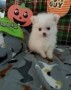 regalo-increible-cachorro-pomeranian-macho-y-hembra-small-0