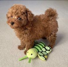 Regalo Increíble cachorro Toy Poodle macho y hembra.