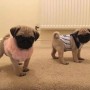 regalo-increible-cachorro-pug-macho-y-hembra-small-0