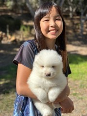 Regalo Increíble cachorro Samoyedo macho y hembra