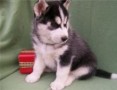 regalo-increible-cachorro-siberian-husky-macho-y-hembra-small-0