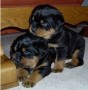 regalo-increible-cachorro-rottweiler-macho-y-hembra-small-0