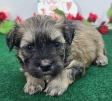 Regalo Increíble cachorro Maltipoo macho y hembra.