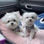 regalo-increible-cachorro-teacup-maltese-macho-y-hembra-small-0