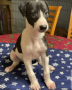 regalo-increible-cachorro-galgo-italiano-macho-y-hembra-small-0