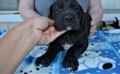 regalo-increible-cachorro-great-dane-macho-y-hembra-small-0