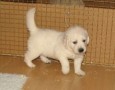 regalo-increible-cachorro-golden-retriever-macho-y-hembra-small-0