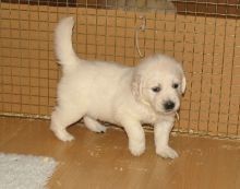 regalo-increible-cachorro-golden-retriever-macho-y-hembra-big-0